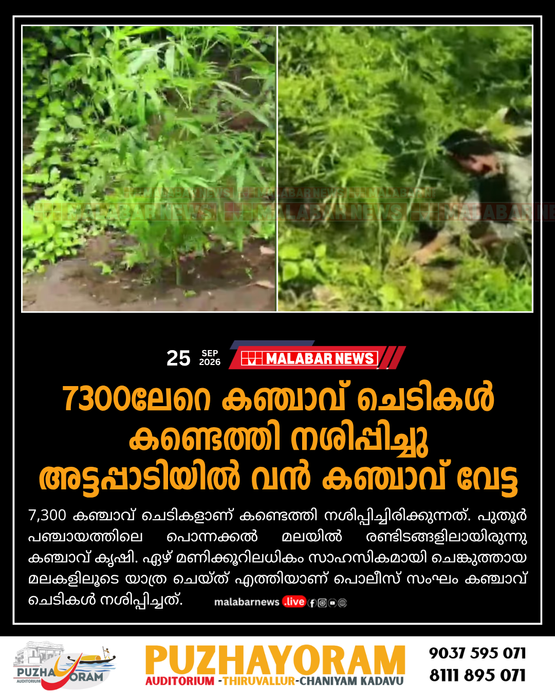 7300ലേറെ കഞ്ചാവ് ചെടികൾ കണ്ടെത്തി നശിപ്പിച്ചു; അട്ടപ്പാടിയിൽ വൻ കഞ്ചാവ് വേട്ട